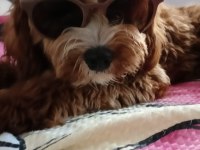 Yavrumuza ev arıyoruz maltipoo