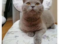 Ücretsiz sahiplendirme scottish fold 3 yaşında