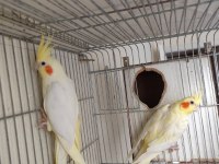 Hazır lutino kırmızı göz takım sultan papağanı