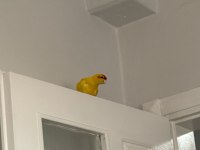 Şarkıcı Paraket Papağanı