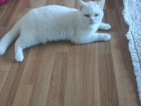 British shorthair kedim sahiplendirilecektir
