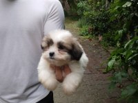 Sevimli morkie yavrular