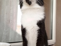KEDİMİZ ÇİKOYA GÜZEL BİR YUVA ARIYORUM