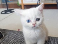 Dişi british shorthair