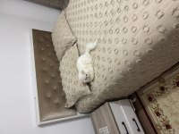 BRİTİSH LONGHAİR ERKEK