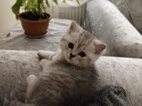 British Shorthair Erkek Yavru