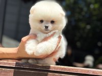 Karbeyaz Pomeranian Boo