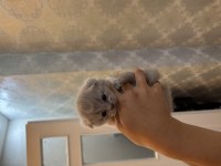 British shorthair cinammon yavrular