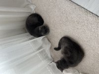 Ücretsiz sahiplendirilecektir 1 yaşında British Shorthair
