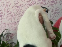 2 aylık dişi safkan french bulldog yeni yuvasını arıyor