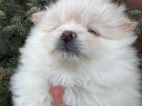 2 pomeranian kızımız