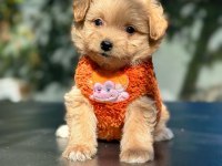 IRK GARANTİLİ MALTİPOO YAVRULAR