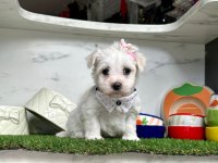 MALTESE TERRİER YAVRULARI