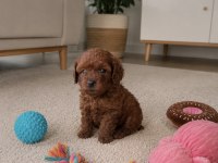 Teacup Orjinal Kore Poodle Bebekler