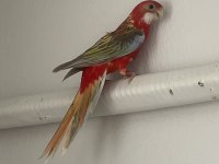 4 aylık kadar ateş rozzella papağanı