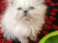 BAKMADAN GEÇMEYİN KEDİLERE