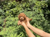 Kore Kan Aşılı Poodle Bebekler