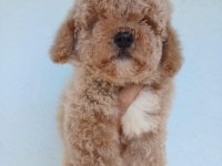 Aşılı Teacup kore maltipoo 