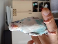 Muhabbet kuşu çeşitleri