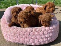 Aşılı Pasaportlu Mikroçipli Toypoodle Yavrularımız 