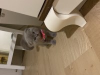 2 aylık yavru scottish fold