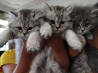 2 aylık 4 yavru 2 dişi 2 erkek çok enerjik kediler