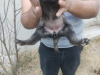 Günü gelen aşıları tam mükemmel malinois yavru köpekler