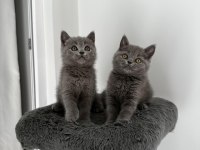 Gri British shorthair cinsi yavrumuza yuva arıyoruz