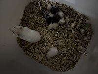 Hamsterlarda asla ısırma yok 1 aylık sevmelik arayınız