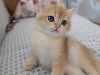 Golden bebekler british shorthair