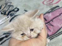 2 aylık orjinal british shorthair yavrularımız