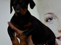 S400 füzesi doberman yavrular