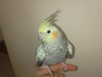 Cockatiel sultan papağanı dişi kız