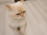 ÜCRETSİZ SAHİPLENDİRECEĞİM PERSİAN