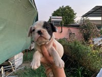 French Bulldog yavrularımız