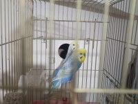 Rainbow Çift Muhabbet Kuşu