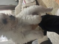 Korekan Maltese Terrier