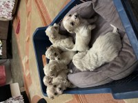 Maltipoo bebekler