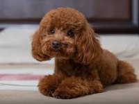 Toy poodle dişi ve erkek Yavrularımız