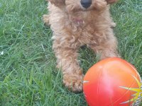 Yavru Poodle