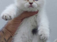 Safkan british shorthair