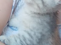 Erkek 2 aylık british shorthair