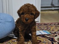 Ev doğumlu karamel poodle bebeklerim