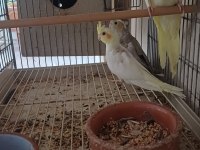 Yavru sultan papağanı