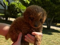 Safkan toy poodle yavrular