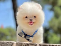 Bizimle Görüşmeden Pomeranian Sahiplenme