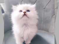 Tüylü British Longhair Şirinler Teslime Hazır