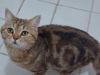 Golden tabby british shorthair erkek 1 yaşında