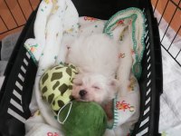 0 numara Safkan orjinal maltese terrier yavrumuz