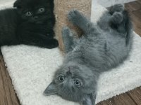 Scottish black dişi british shorthair erkek
